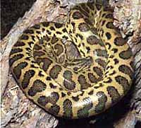 Anaconda