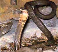 Cobra royal