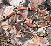 Serpent corail