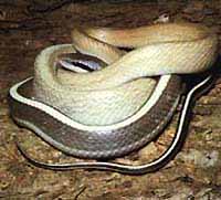 Couleuvre orientale
