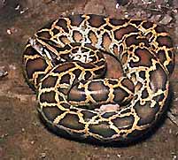 Python tigre