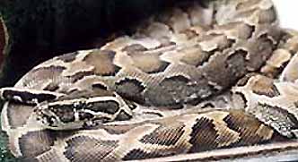 Python sebae